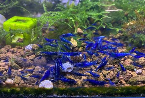 Shrimp Tanks, Cool Fish Tank Decorations, Pet Shrimp, Luca Disney, Future Tank, Cherry Shrimp, Cool Fish Tanks, Mini Aquarium, Nano Aquarium