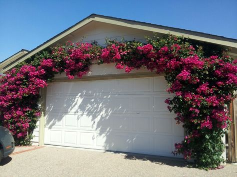 Happy Bougainvillea.  Attached2x2 pressure treated wood to the house and attached stainless steel cable across the top of the garage. Garage Pergola Diy, Bougainvillea Trellis, Pool Pergola, Pergola Shade Cover, Rustic Pergola, Garage Pergola, Garden Escape, Cheap Pergola, Pergola Lighting