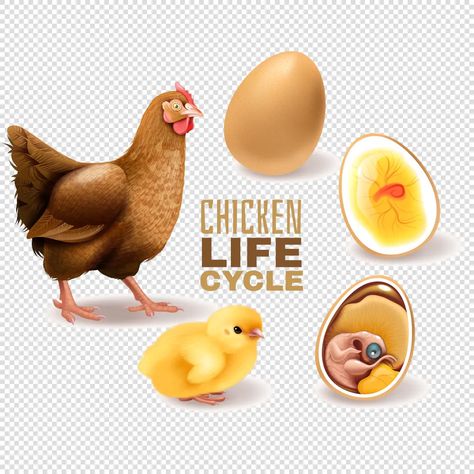 Chicken life cycle set Royalty Free Vector Image Embryo Development, Cycle Stages, Chicken Life Cycle, Chicken Life, Life Cycle, Single Image, Life Cycles, Transparent Png, Free Vector Images