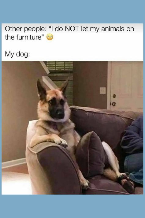 Come see our big collection of dog memes and fun dog videos! We have the cutest dog pics and the funniest dog moments. If you love dogs being funny and want to smile, follow us to see more! Dog Pics, Dog Videos, Fun Dog, Dog Gifs, Come And See, Dog Memes, If You Love, Dog Pictures, Funny Dogs