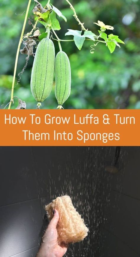 Sponge Plants, Growing Luffas, Loofah Gourds, Grow Luffa, Apple Fries, Garden Notes, Florida Garden, Terrasse Design, Homeopathy Medicine