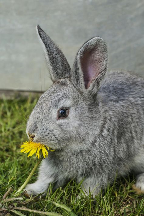 Gray Rabbit, Rabbit Eating, Photo Composition, Ap Art, Barbie Movies, Creative Photos, Cute Baby Animals, Baby Animals, Dandelion