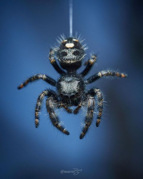 🎵And I’m free- freeee fallllin’🎵 Was VERY lucky to get this shot as this juvenile bold jumper tried to get away. Shows the descending… Bold Jumper Spider, Insects Aesthetic, Bold Jumping Spider, Cute Jumping Spider, Spiders And Snakes, Jumping Spiders, Spider Art, Jumping Spider, Tattoo Art Drawings