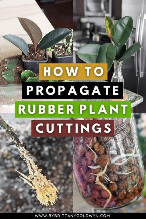 Propagate Rubber Plant, Moss Propagation, Rubber Plant Propagation, Rubber Plant Indoor, Rubber Plant Care, Snake Plant Propagation, Propagate Succulents From Leaves, Rubber Tree Plant, Skill To Learn