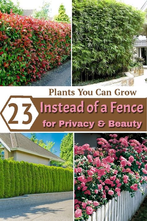 Grow a living barrier for your home with these Plants You Can Grow Instead of a Fence for Privacy and Lush Green Look! Plants Instead Of Fence, Hide Garden Fence, Privacy Along Fence Backyards, Plants For Privacy Fence Backyards, Planters For Privacy, Plant Screening, Partial Privacy Fence, Living Privacy Wall, Plants To Block Neighbors