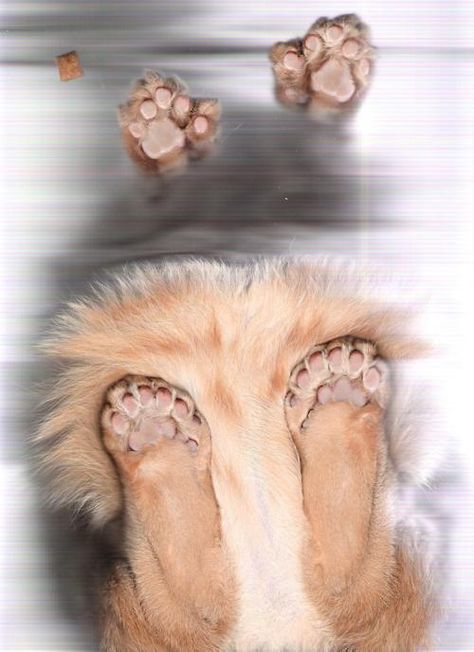 Bahahahahaha Polydactyl Cat Tattoo, Hemingway Cats, Kitty Paws, Polydactyl Cat, Cat Scan, Cat Paw, Cat People, Kitty Cats, Scanners