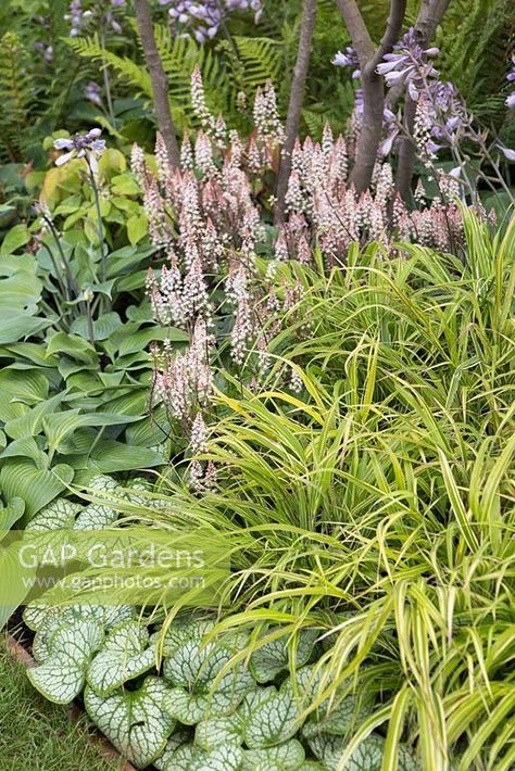 Brunnera Macrophylla, Hakonechloa Macra, Shadow Plants, Plant Photography, Woodland Garden, Plant Combinations, White Gardens, Shade Plants, Ornamental Grasses