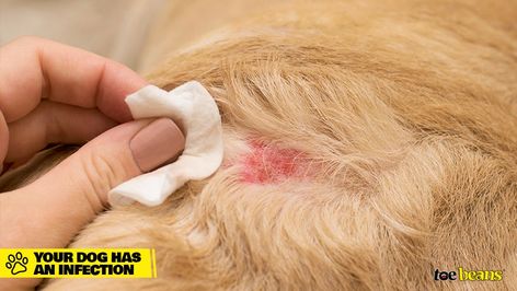 Dog Hot Spots, Itchy Dog, Flea Shampoo, Dog Wound, Make Dog Food, Dog Bite, Dog Remedies, Dog Itching, Itch Relief