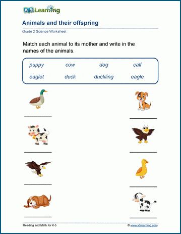 Animal's offspring worksheets - Students match animals to their offspring and label them with proper names (cat - kitten, etc).  Free | Printable | Grade 2 | Science | Worksheets Grade 2 Science Worksheets, Log Math, Animal Parents, Kindergarten Grammar, Grade 2 Science, Names Cat, Early Science, Cursive Writing Worksheets, Comprehension Exercises