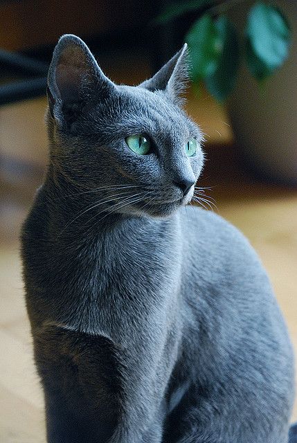 Nellie (by TouchOfAutumn) Personality Images, Cats Facts, Goofy Cats, Cat Personality, Russian Cat, Most Popular Cat Breeds, Purebred Cats, Hypoallergenic Cats, Popular Cat Breeds