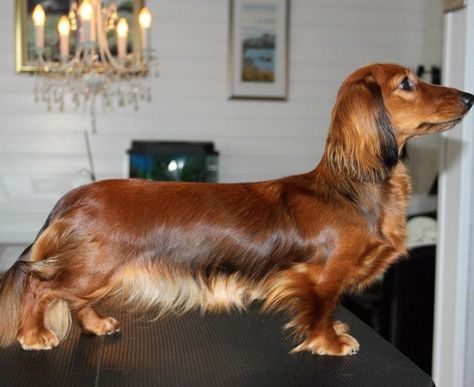 Red Long Haired Dachshund, Shaded Red Long Haired Dachshund, Longhaired Dachshund, Dachshund Breed, Miniature Dachshunds, Weiners, Long Haired Dachshund, Popular Dog Breeds, Most Popular Dog Breeds