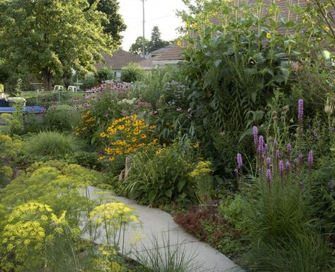 Resolutions for the Native Plant Garden – The Native Plant Herald North Carolina Native Landscaping, Pnw Native Garden, Nc Native Plants, Backyard Landscaping Native Plants, Native Plant Garden Design, North American Native Garden, Nj Native Plants, Washington Native Plant Garden, Northeast Native Garden