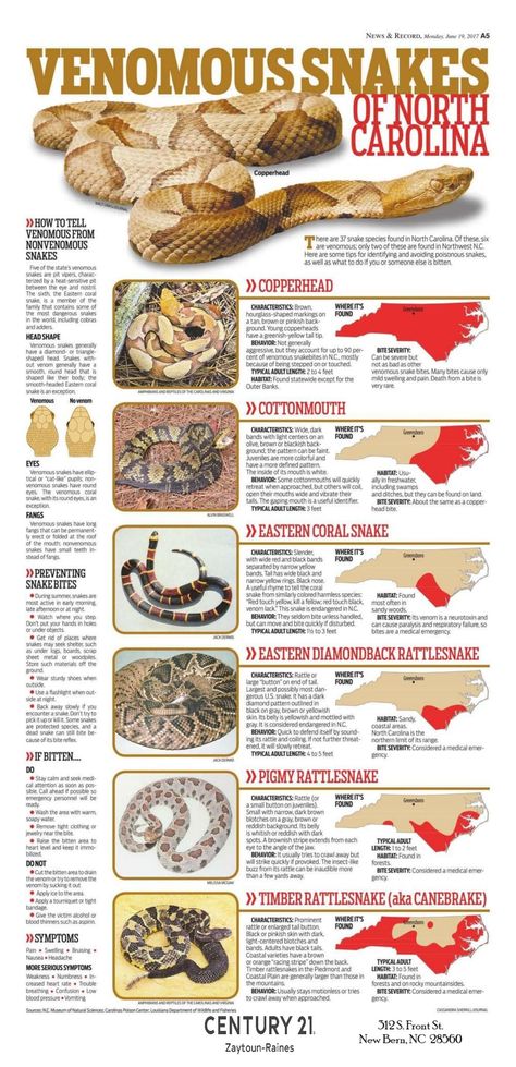 Be able to identify venomous vs. non-venomous snakes while you are out walking or hiking with your family. Venomous Snakes, Snakebites, Snake Venom, Snakes, Face Painting, Hiking, Walking, Camping, Quick Saves