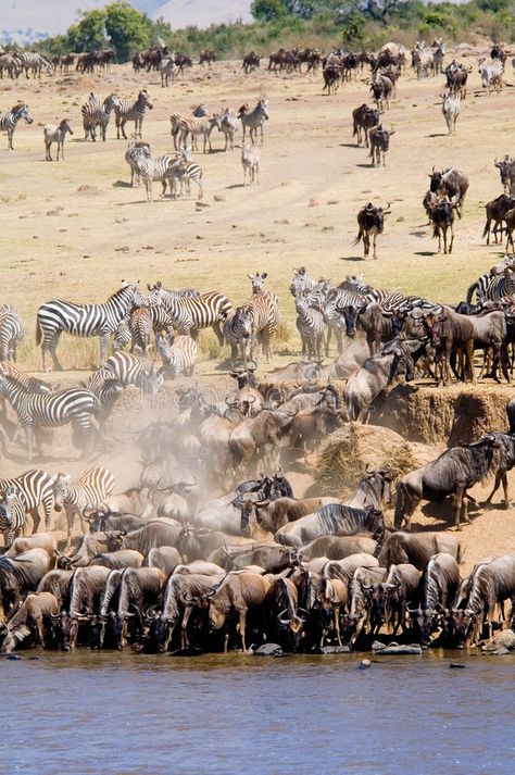 Great Migration Serengeti, Great Migration, Still Life Pictures, The Great Migration, Life Pictures, 2024 Vision, Design Drawing, East Africa, Designs To Draw