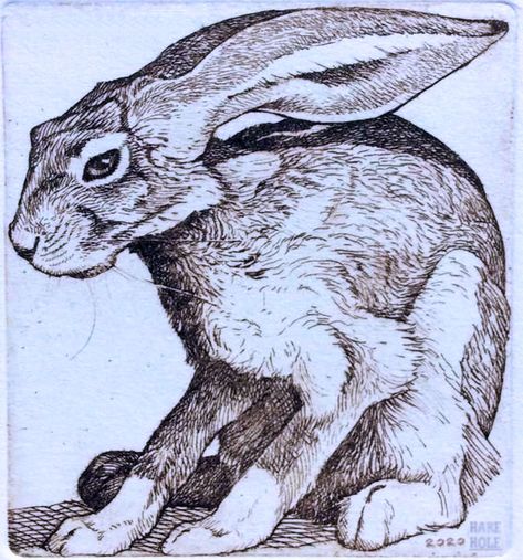 Hare And Rabbit, Rabbit Art Reference, Leaping Hare Illustration, Hare Drawing Reference, Rabbit Vintage Illustration, Vintage Rabbit Art, Rabbit Side Profile, Hare Aesthetic, Hare Reference