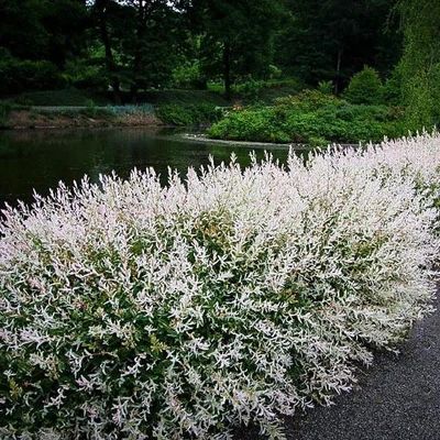 Dappled Willow Tree, Hakuro Nishiki, Salix Integra, Dappled Willow, Small Shrubs, White Willow, Fast Growing Trees, Garden Shrubs, Fast Growing Plants