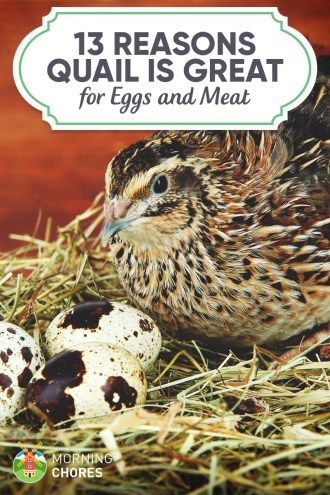 If you want to raise your own food source, egg or meat, but don't have big space in your backyard, then raising quail is a great option. Here's why. Quail Raising, Quail Coop, Raising Turkeys, Coturnix Quail, Raising Quail, Hobby Farming, Urban Homestead, Backyard Farm, Homesteading Ideas