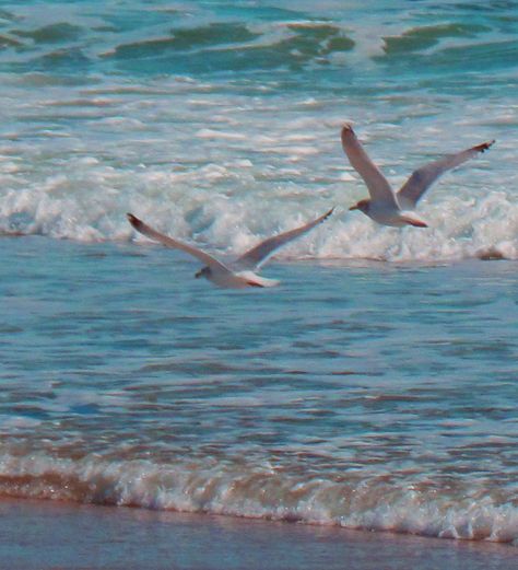 D36WQ Sea Gulls Flying, Flying Bird Aesthetic, Ocean Birds, Sea Gulls, Seagulls Flying, Coastal Birds, Water Aesthetic, Sunflower Pictures, Mermaid Aesthetic