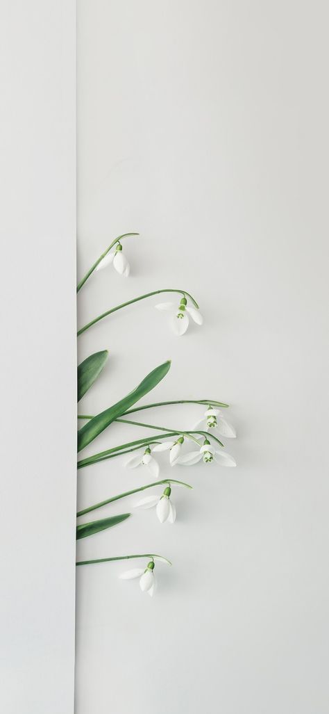 Snowdrop Flower Aesthetic Wallpaper, Snowdrop Flower Wallpaper, Snowdrop Flower Aesthetic, Snowdrop Wallpaper, Flowers Wallpaper, Flower Wallpaper, Cute Wallpapers, Aesthetic Wallpapers, Plant Leaves