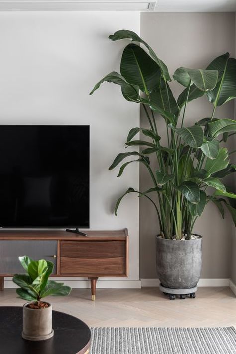 10 Best Aesthetic Plants - Beautiful Indoor Houseplants Living Room Plants Decor, Moderne Have, Tanaman Pot, نباتات منزلية, Living Room Plants, Glam Living Room, Decoration Plante, Plant Decor Indoor, Interior Plants