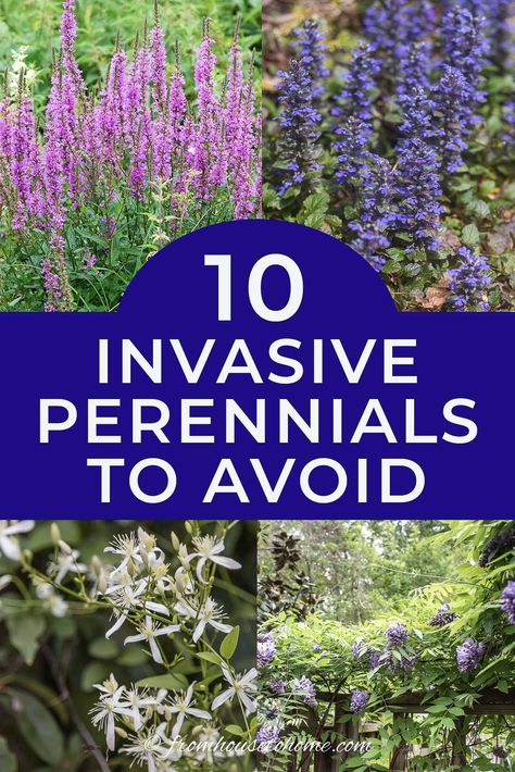 Want to avoid planting invasive perennials in your garden? This list lets you know which vines, trees and flowers to stay away from in your yard. #fromhousetohome #invasiveplants #gardeningtips #lowmaintenancegarden #shadeperennials #sunperennials Low Maintenance Perennials, Perennials Low Maintenance, Full Sun Garden, Blooming Perennials, Wisteria Plant, Long Blooming Perennials, Autumn Clematis, House To Home, Perennial Grasses