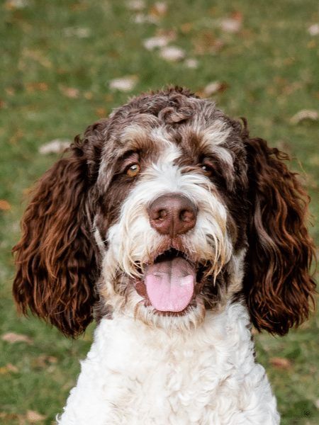 Dog And Puppies, Potato Dog, Small Poodle, Puppy Stages, Dogs Tips, Different Shades Of Black, Barking Dog, Bernedoodle Puppy, Pull Cart