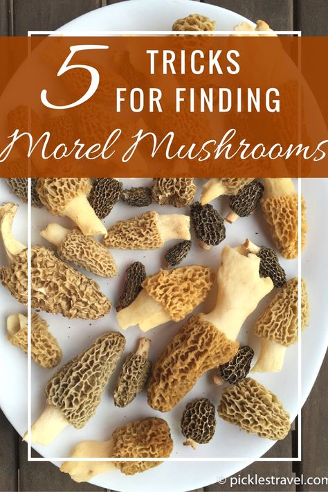 Mushroom Medicine, Moral Mushrooms, Morel Mushroom Recipes, Morel Mushroom Hunting, Foraging Mushrooms, Mushrooms Wild, Mushroom Guide, Edible Wild Mushrooms, Edible Fungi