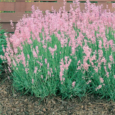 English Lavender sports pink colored lavender flowers, and that great fragrance.  We especially like this for its compact habit. Suitable for Zone 4, English Lavender prefers sun in moist well-drained soil. Lavender Hidcote, Lavender Seeds, Lavender Herb, English Lavender, Lavender Plant, Pink And White Flowers, Blooming Plants, Lavandula Angustifolia, Pink Lavender