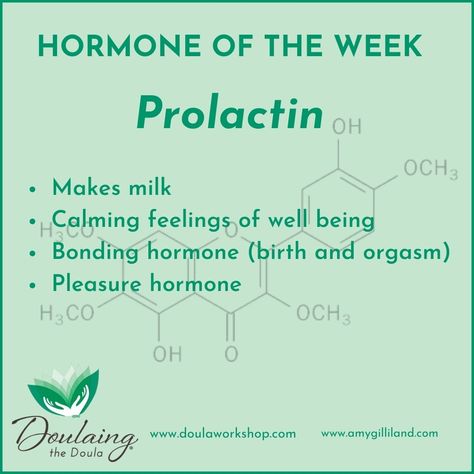 Prolactin is the "milk" hormone. Necessary for creation of breastmilk. Levels are high in the birthing person during pregnancy, the birth, and postpartum. Men and women naturally have low levels of prolactin. #doulas #doulaingthedoula #birthdoula #birth #doulasmakeadifference Prolactin Levels High, Prolactin Hormone, High Prolactin Levels, Cycle Syncing, Pregnancy Hormones, Baby Workout, Birth Doula, Health Advice, Breast Milk