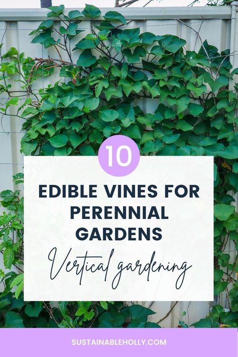 10 edible climbers for vertical gardens Climbing Perennials, Climbing Vegetable Plants, Edible Perennial Garden, Edible Vines Plants, Fast Growing Vines Climbing, Fast Growing Climbers, Climbing Plants Trellis, Gardening For Dummies, Colonial Garden