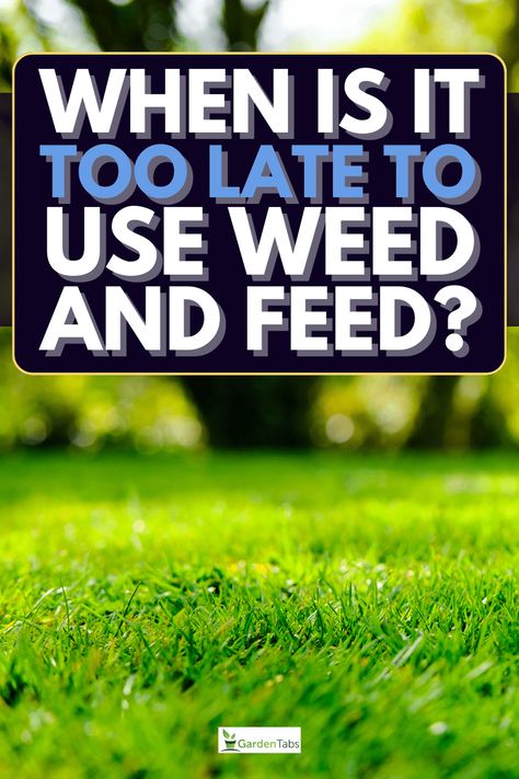 Lawn Weeds How To Get Rid, Overseeding Lawn, Garden Setup, Grass Edging, Killing Weeds, Kill Weeds, Lawn Food, Grass Weeds, Bermuda Grass