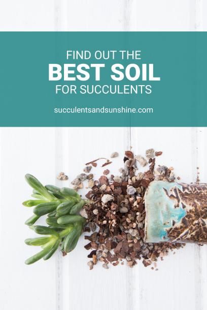 Well draining soil for succulent container gardens Soil For Succulents, Best Soil For Succulents, Indoor Succulents, How To Water Succulents, Succulent Landscape Design, Succulent Landscaping, Propagating Succulents, Types Of Succulents, Succulent Soil