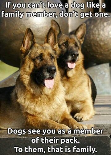 Shepherd Quotes, German Shepherd Quotes, Love My Dog, Shepherd Dogs, Two Dogs, Shepherd Puppies, German Shepherd Puppies, Animal Quotes, Dog Quotes