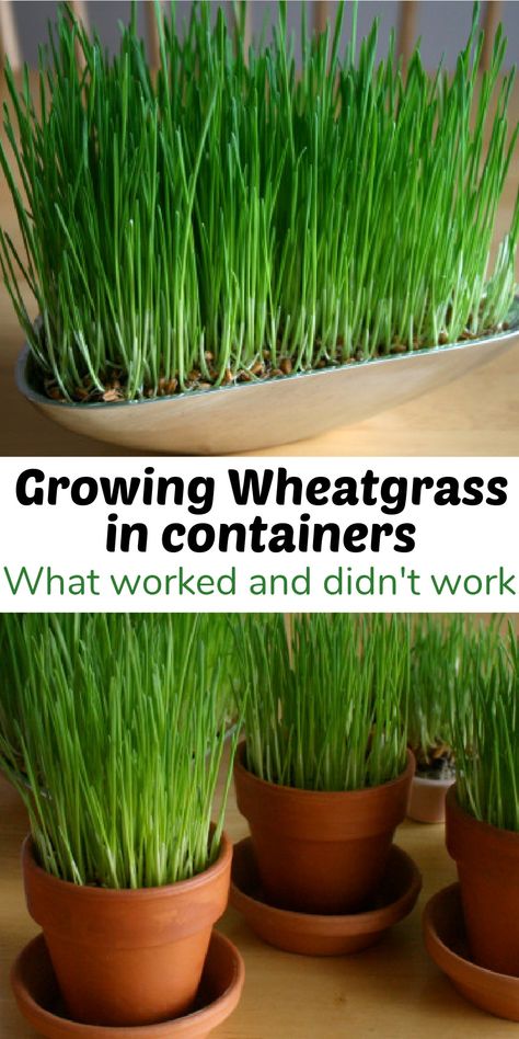 We show you the best and worst containers to grow wheatgrass in. Growing Wheat Grass, Terra Cotta Pots, Growing Grass, Organic Soil, Garden Harvest, Grow Bags, Wheat Grass, Grass Seed, Led Grow