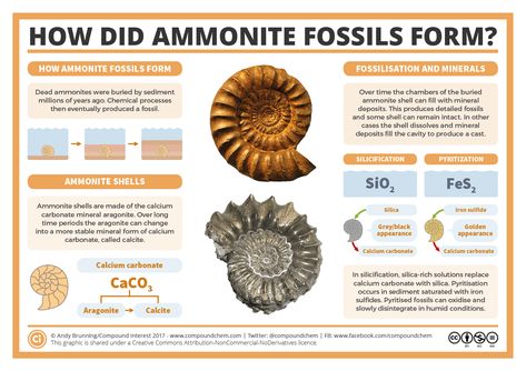 Science Unit Studies, Fossil Museum, Science Infographics, Chemistry Lessons, Compound Interest, Science Chemistry, Unit Studies, Ammonite Fossil, Science Units