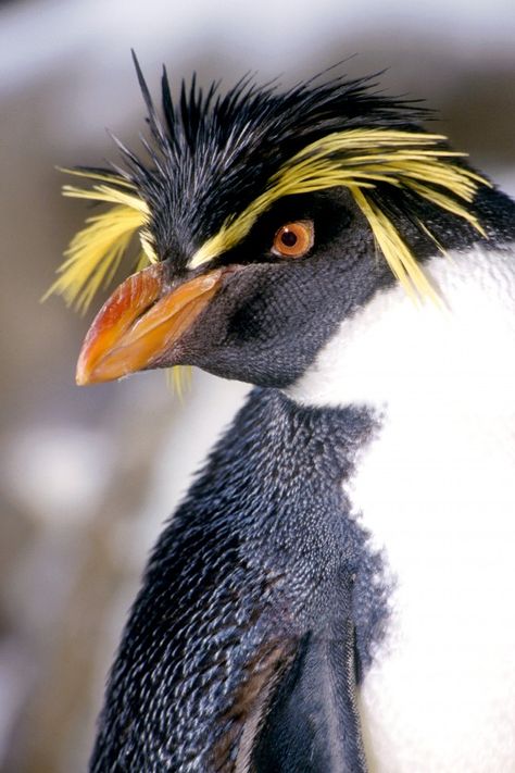 Rockhopper Penguin Rockhopper Penguin, Penguin Art, Animal Facts, Pretty Birds, Sea Birds, Bird Photo, Tuxedos, Sea World, Animals Of The World