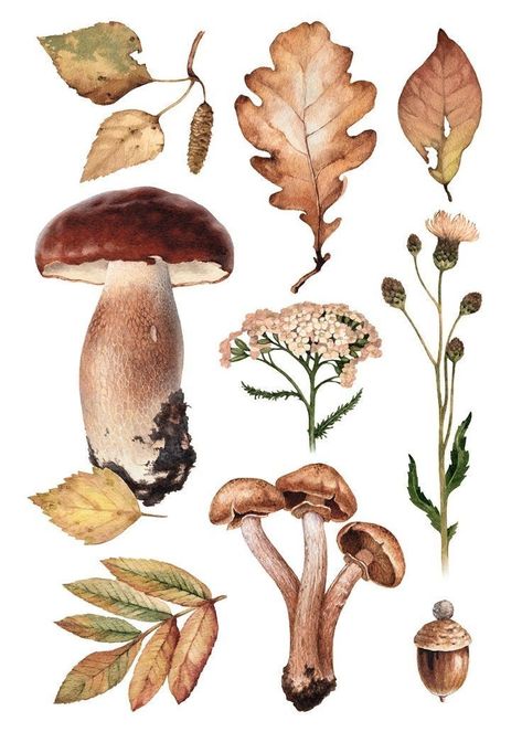 Illustration Botanique, Scientific Illustration, Watercolor Illustrations, Mushroom Art, Botanical Drawings, Watercolor Inspiration, Art And Illustration, Travel Scrapbook, Botanical Illustration