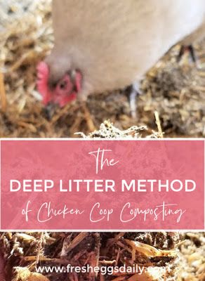 The Deep Litter Method aka Chicken Coop Winter Composting Winter Composting, Winter Chicken Coop, Deep Litter Method, Chicken Coop Winter, Chicken Composting, Chicken Coop Designs Diy, Chickens In The Winter, Chicken Manure, Chicken Keeping