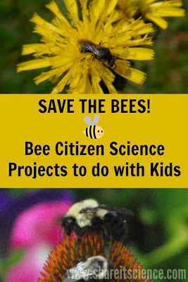 Bee citizen science projects to try at school or home. Pair some great children's picture books with a citizen science project for a complete science or Earth Day activity. Science Projects For School, Projects To Do With Kids, Pollination Activity, Projects For School, Earth Day Activity, Projects Science, School Science Projects, Wordless Picture Books, Bee Activities