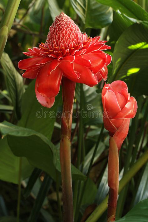 Red Torch Ginger Bloom. Exotic Red Torch Ginger inflorescence stock image Ginger Flower Illustration, Water Lilly Aesthetic, Lilly Flower Aesthetic, Lilly Illustration, Lilly Aesthetic, Lilly Flower Drawing, Lilly Painting, Torch Ginger Flower, Flower Drawing Simple