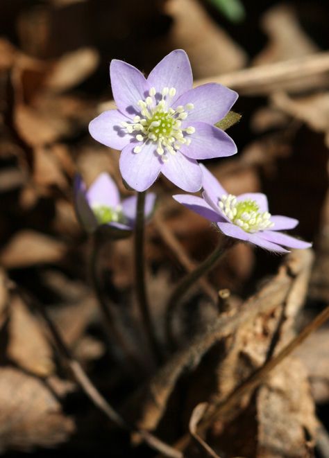 Anemone Hepatica, Hepatica Nobilis, Anemone, Plants, Flowers