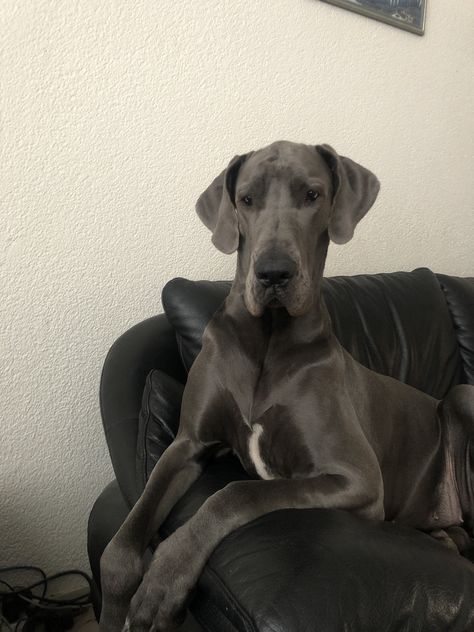 Great Dane Grey, Great Dane Aesthetic, Grey Great Dane, Blue Great Dane, Blue Great Danes, Pretty Dog, Dog Room, Great Dane Dogs, Grey Dog