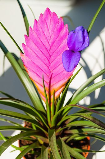 Tillandsia Cyanea, Easy To Grow Houseplants, Natural Bug Spray, Blue And Purple Flowers, Plant Nursery, Flower Bud, Types Of Plants, Abstract Flowers, Air Plants