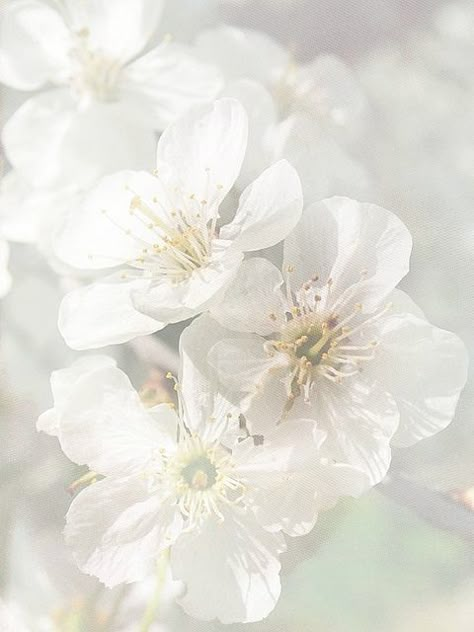 https://www.facebook.com/MormorsStuer White Flowers, White Background, Flowers, White