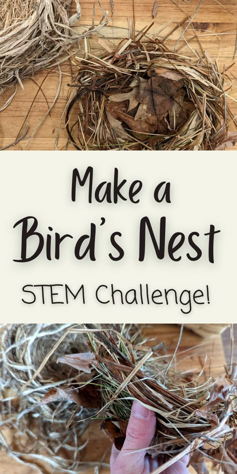 simple bird's nest made out of dried grass and leaves on a wooden board next to a robin's nest.  Tan rectangle in the middle with text overlay.  A hand holding a hand made bird's nest below. Nest Building Preschool, Birds Nest Activity For Preschool, Bird Activities For Elementary, Bird Themed Activities For Kids, Bird Nest Activities Preschool, How To Make Bird Nest, Nest Crafts For Preschoolers, Bird Week Preschool Activities, Birds Arts And Crafts For Kids