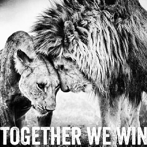 Together we win love quotes couple relationship lion Lion Quotes, Lion And Lioness, Lion Love, Short Inspirational Quotes, Couple Relationship, Love My Husband, Couple Quotes, Married Life, Churchill