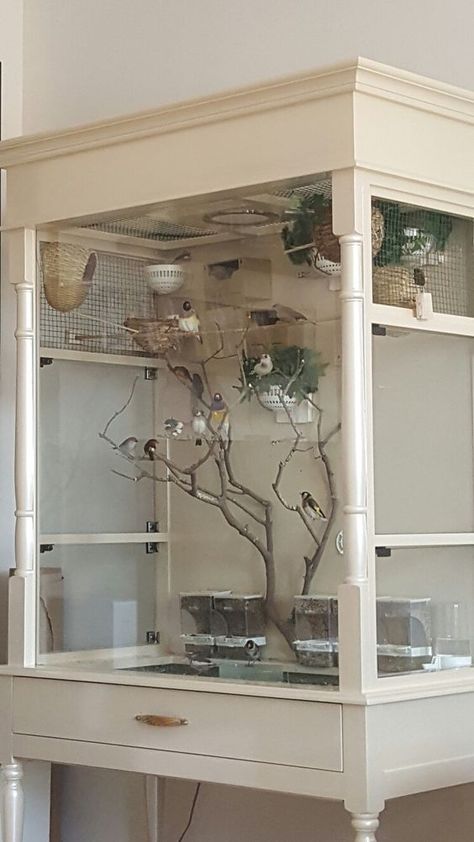 aviary idea Finch Aviary, Diy Bird Cage, Bird Cage Design, Pet Birds Parrots, Pet Bird Cage, Canary Birds, Rabbit Cages, Bird Aviary, Bird Cage Decor