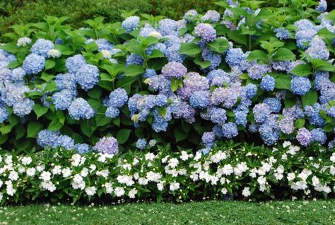 Nikko Blue Hydrangea, Hydrangea Landscaping, Smooth Hydrangea, Shade Garden Plants, Hydrangea Garden, Garden Shrubs, Olive Garden, Nikko, Perennial Garden