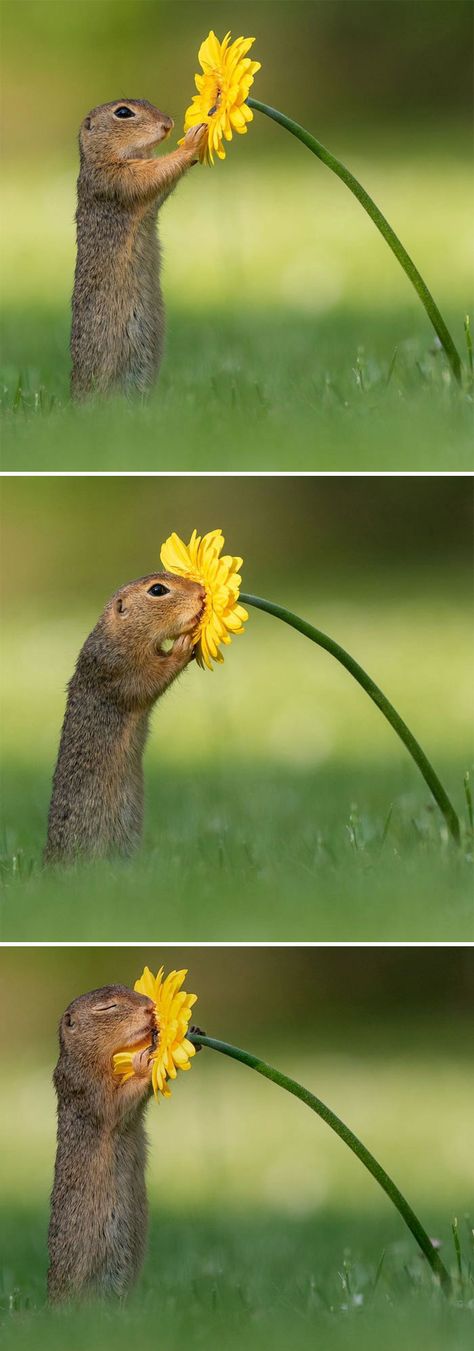 Smelling Flowers, Ground Squirrel, Cute Squirrel, Animal Planet, Animal Photo, Nature Animals, Animal Memes, 귀여운 동물, Cute Funny Animals