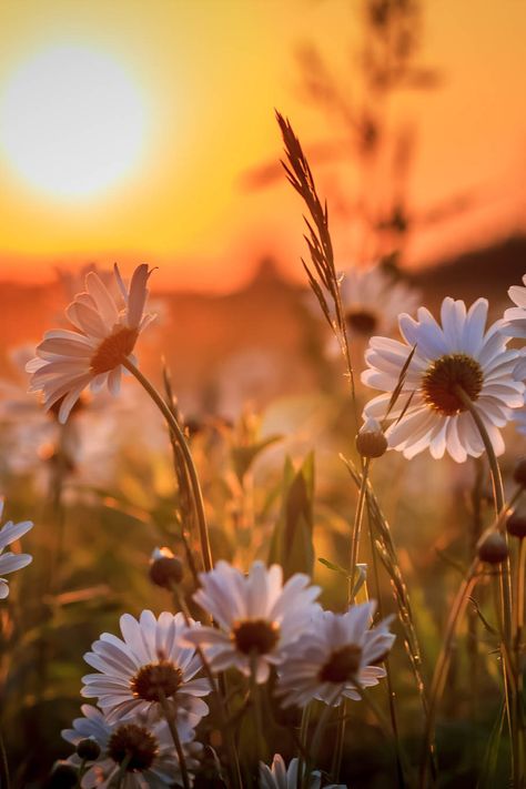 Paisaje de flores muy bonito con atardecer al fondo#nature Foto Tips, Jolie Photo, Love And Light, Beautiful Photography, Nature Pictures, Sunrise Sunset, Pretty Flowers, Pretty Pictures, Beautiful Landscapes